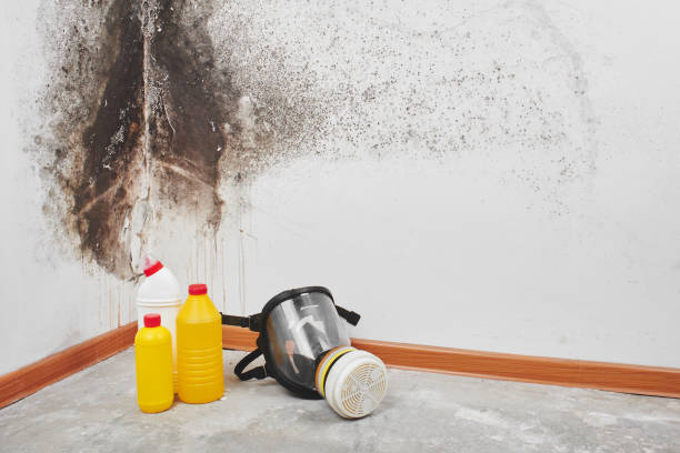 Best HVAC Mold Remediation in Landing, NJ