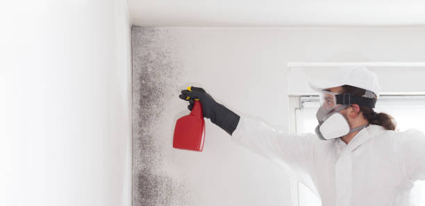 Best Post-Flood Mold Remediation in Landing, NJ