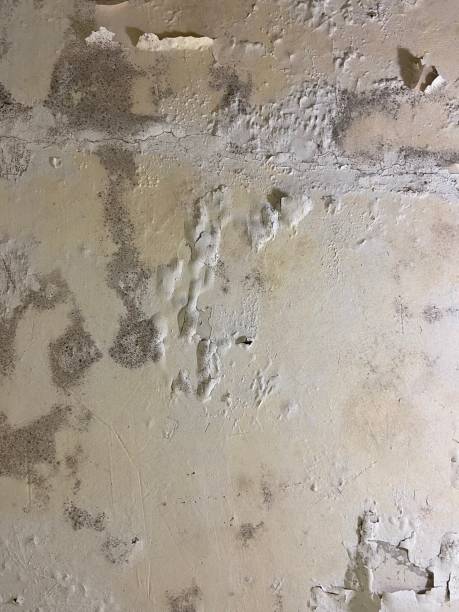 Best Attic Mold Remediation in Landing, NJ
