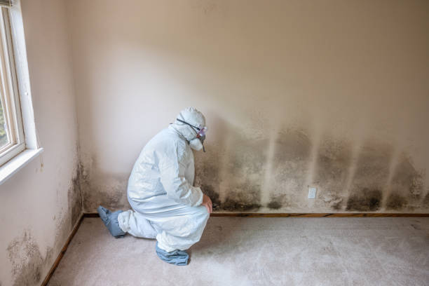 Professional Mold Remediation in Landing, NJ