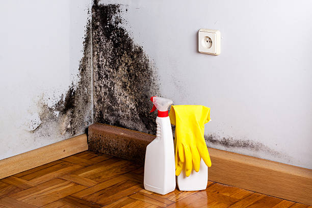 Best Basement Mold Remediation in Landing, NJ